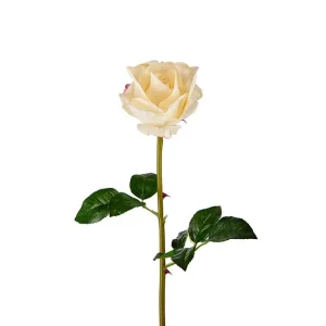 Mr. Plant - Rose - 3357-10