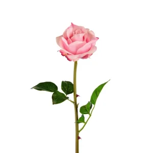 Mr. Plant - Rose - 3357-20