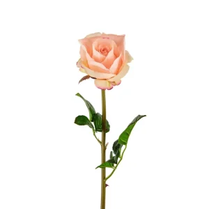 Mr. Plant - Rose - 3357-31