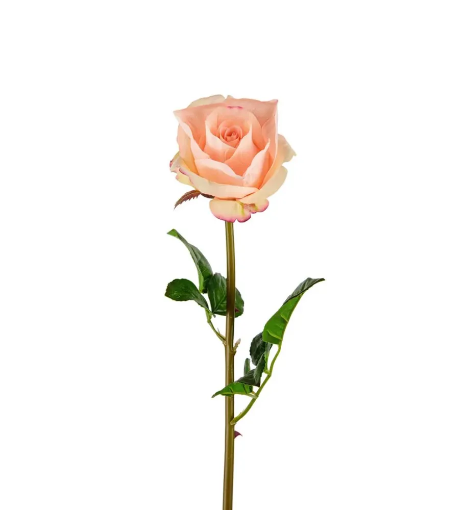 Mr. Plant - Rose - 3357-31