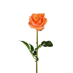 Mr. Plant - Rose - 3357-35