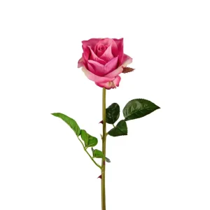 Mr. Plant - Rose - 3357-41