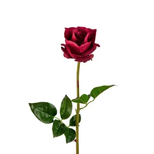 Mr. Plant - Rose - 3357-85