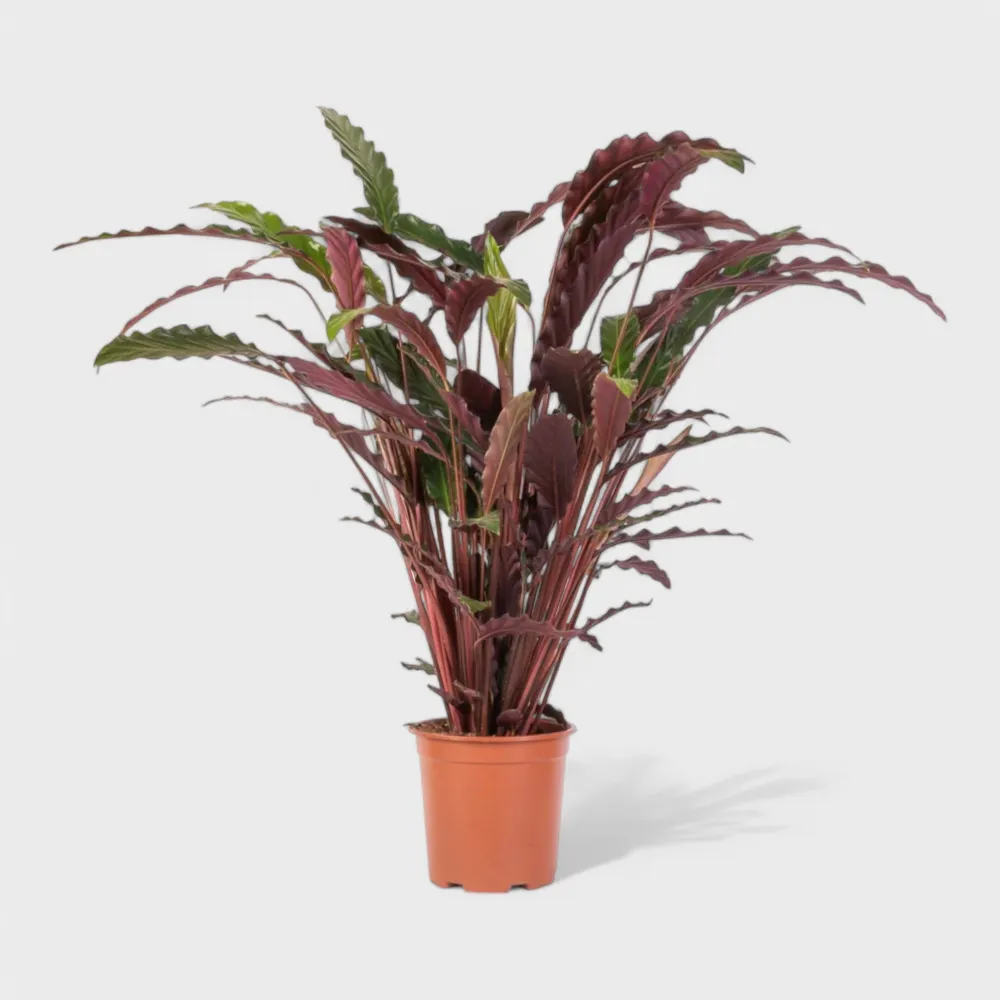 Calathea Rufibarba – Raffineret Fløjlsplante i Ø12 cm Potte