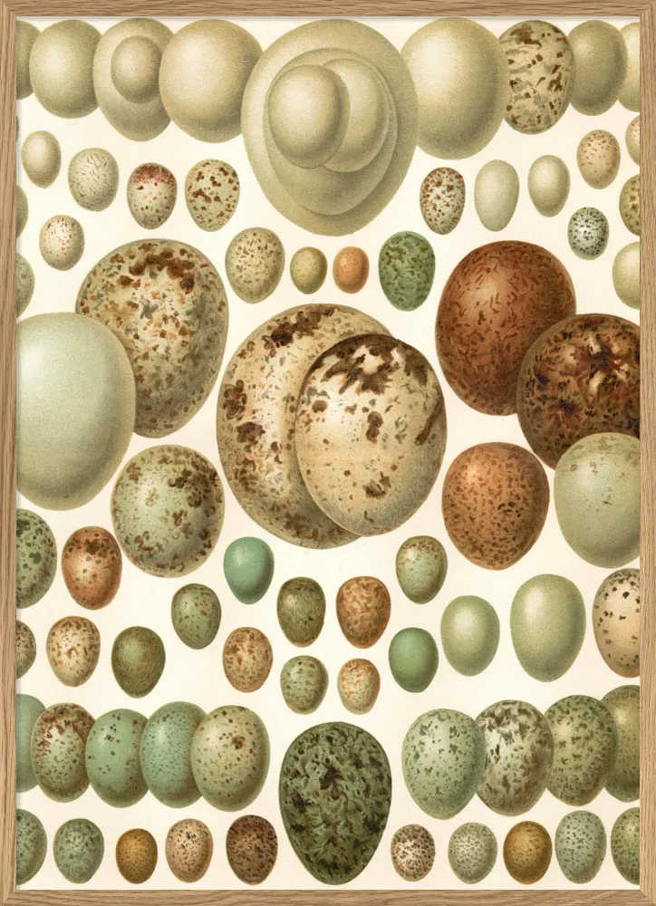 European eggs 30x40