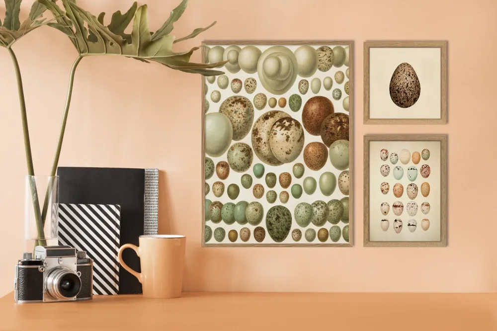 European eggs 30x40
