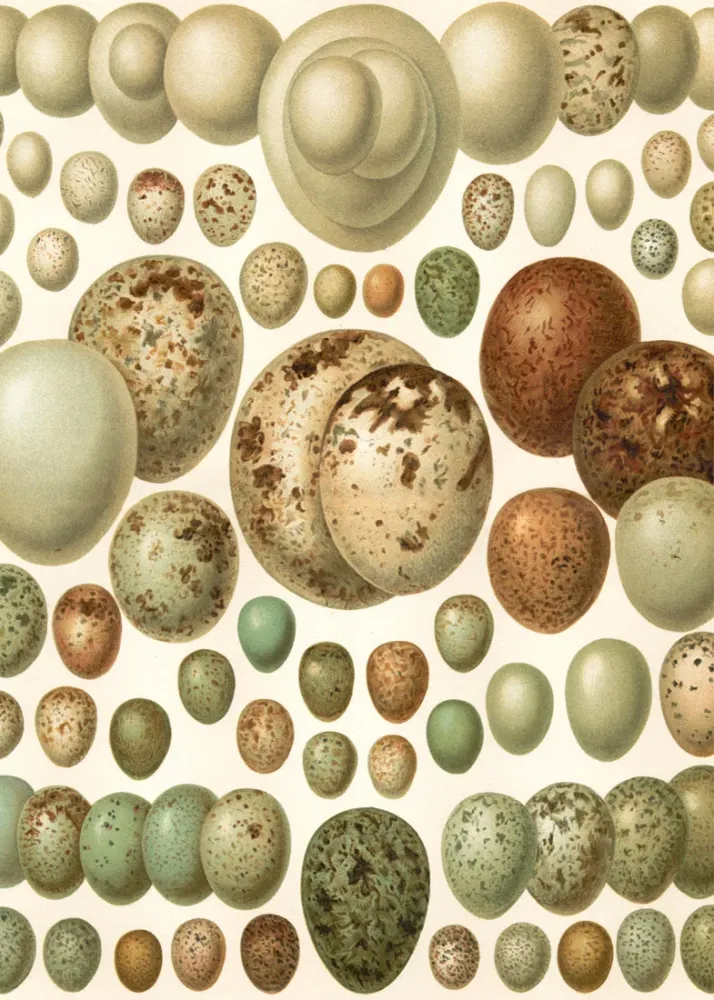 European eggs 30x40