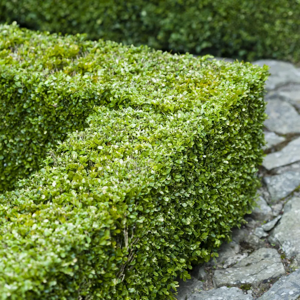 Buksbom (Buxus Sempervirens) 'Buxus Sempervirens'