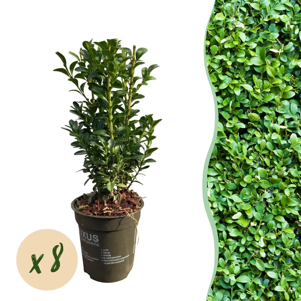 Buksbom (Buxus Sempervirens) 'Buxus Sempervirens'
