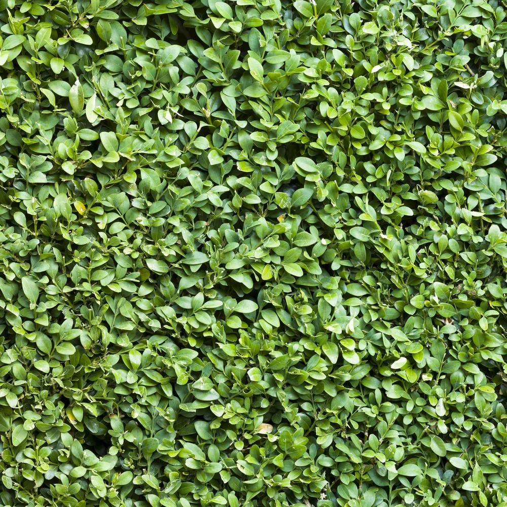 Buksbom (Buxus Sempervirens) 'Buxus Sempervirens'