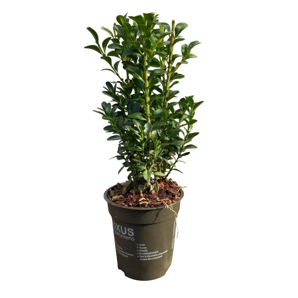 Buksbom (Buxus Sempervirens) 'Buxus Sempervirens'