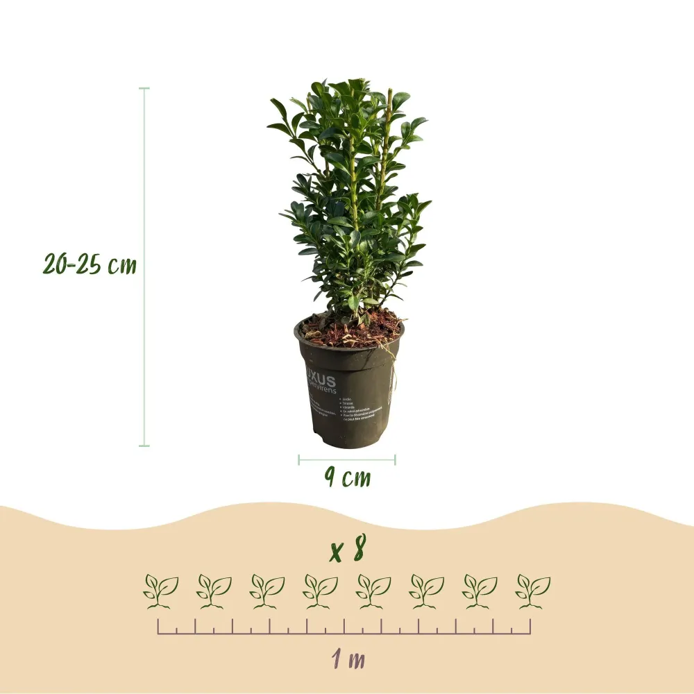 Buksbom (Buxus Sempervirens) 'Buxus Sempervirens'
