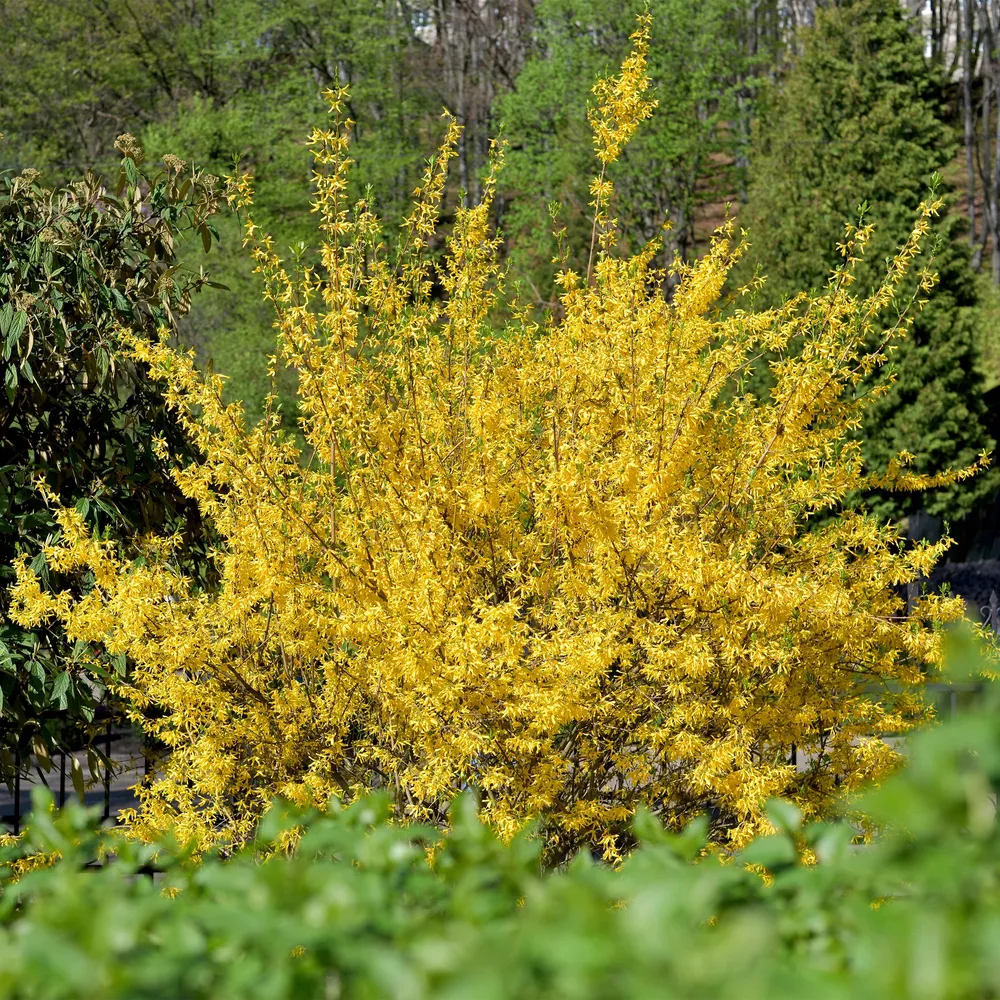 Forsythia Mellemtype (Forsythia x intermedia) 'Goldrausch'