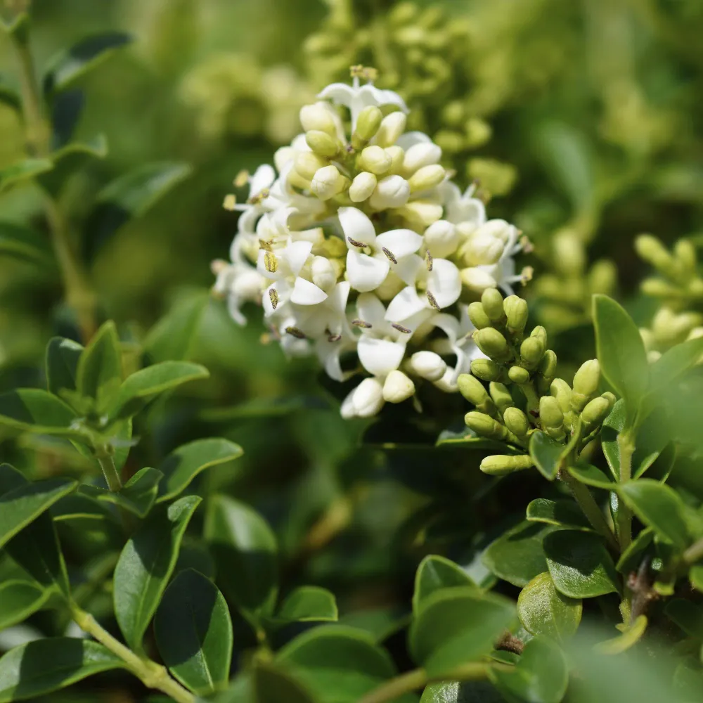 Privet (Ligustrum Delavayanum) 'Delavayanum'